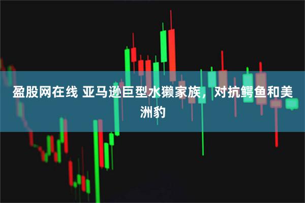 盈股网在线 亚马逊巨型水獭家族，对抗鳄鱼和美洲豹